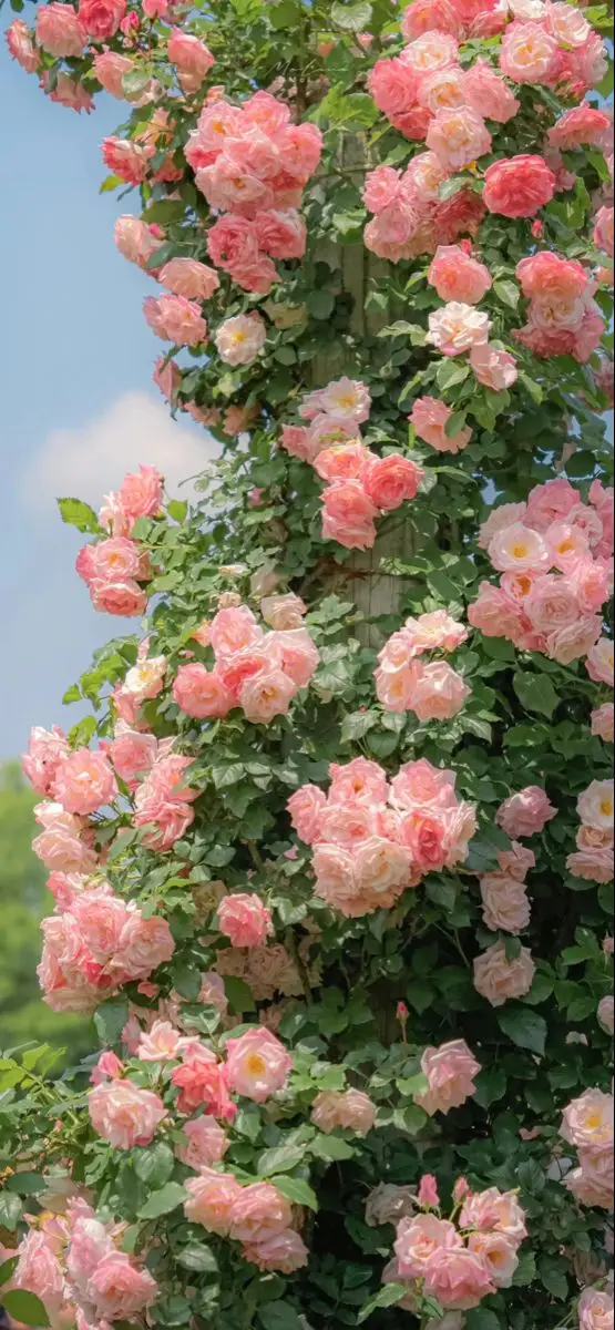 Vintage chill hình nền hoa tulip Pinterest - Khám phá bộ sưu tập tuyệt đẹp 4