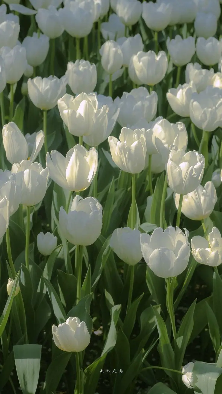 Vintage chill hình nền hoa tulip Pinterest - Khám phá bộ sưu tập tuyệt đẹp 6
