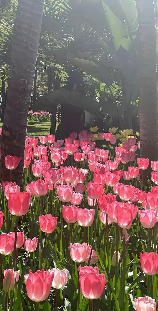 Vintage chill hình nền hoa tulip Pinterest - Khám phá bộ sưu tập tuyệt đẹp 9