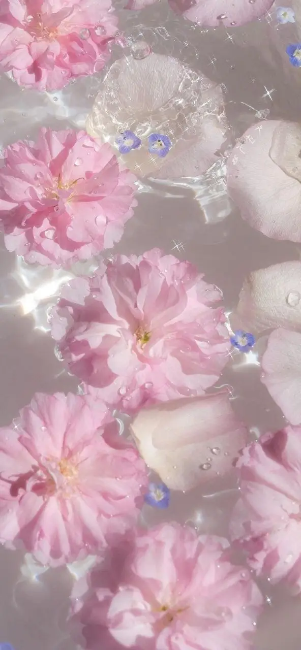 Vintage chill hình nền hoa tulip Pinterest - Khám phá bộ sưu tập tuyệt đẹp 10