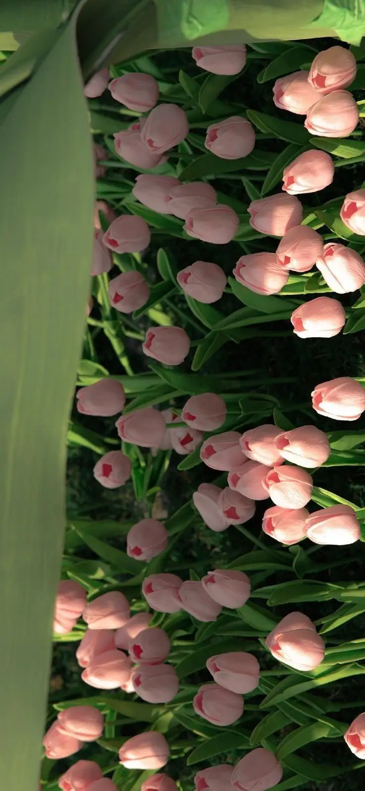 Vintage chill hình nền hoa tulip Pinterest - Khám phá bộ sưu tập tuyệt đẹp 13