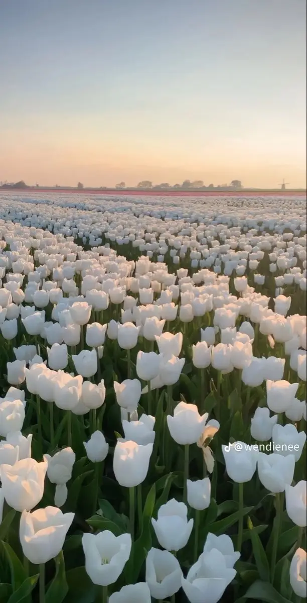 Vintage chill hình nền hoa tulip Pinterest - Khám phá bộ sưu tập tuyệt đẹp 15