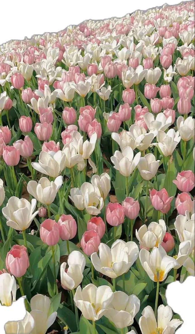 Vintage chill hình nền hoa tulip Pinterest - Khám phá bộ sưu tập tuyệt đẹp 21