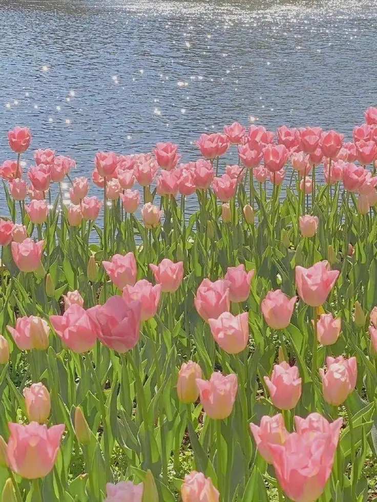 Vintage chill hình nền hoa tulip Pinterest - Khám phá bộ sưu tập tuyệt đẹp 22
