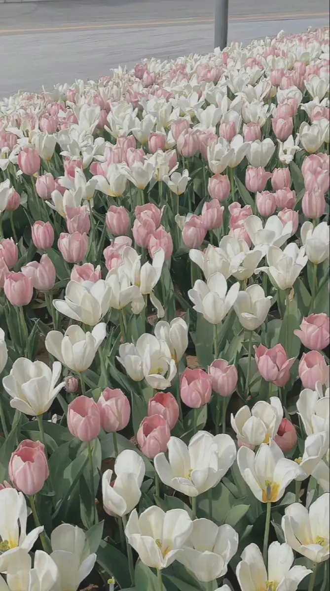 Vintage chill hình nền hoa tulip Pinterest - Khám phá bộ sưu tập tuyệt đẹp 24
