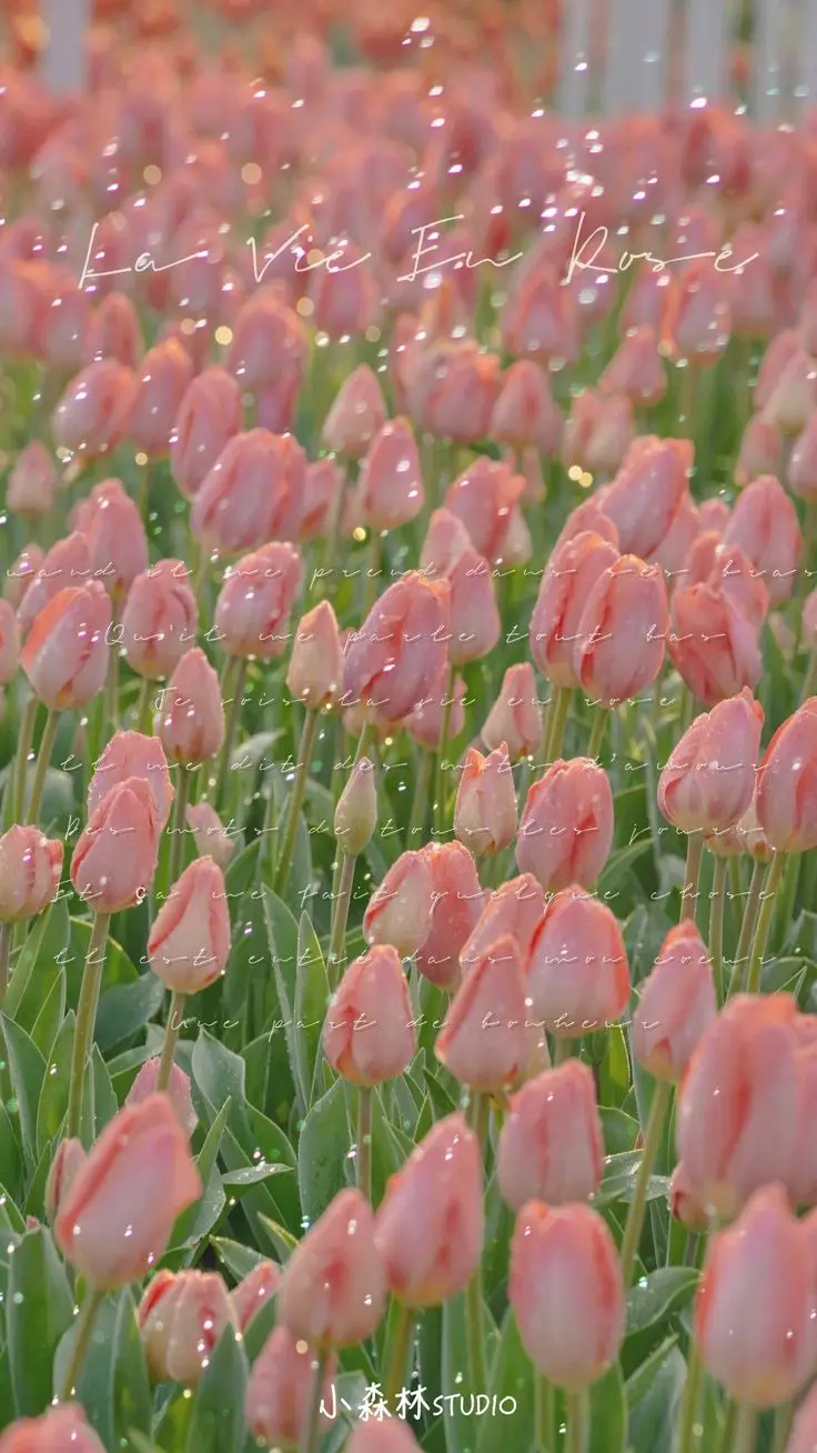 Vintage chill hình nền hoa tulip Pinterest - Khám phá bộ sưu tập tuyệt đẹp 27