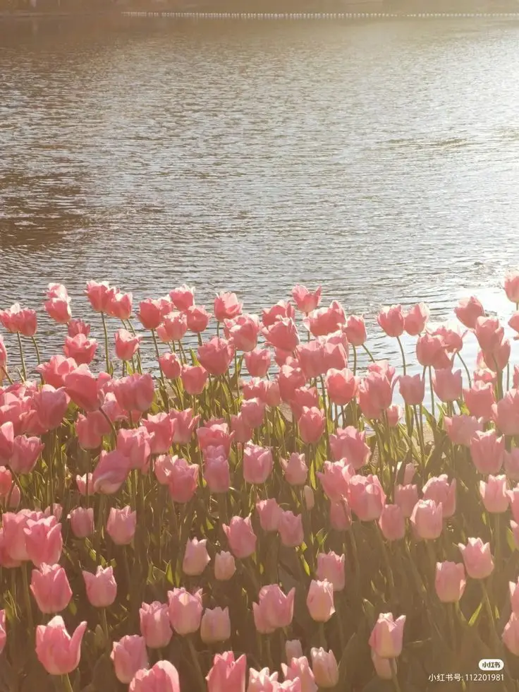 Vintage chill hình nền hoa tulip Pinterest - Khám phá bộ sưu tập tuyệt đẹp 31
