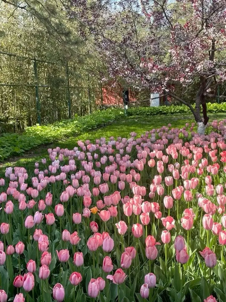 Vintage chill hình nền hoa tulip Pinterest - Khám phá bộ sưu tập tuyệt đẹp 37