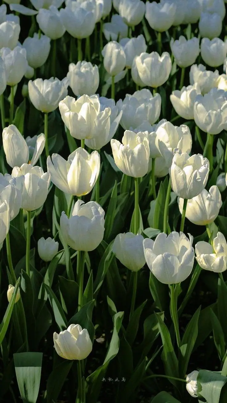 Vintage chill hình nền hoa tulip Pinterest - Khám phá bộ sưu tập tuyệt đẹp 38