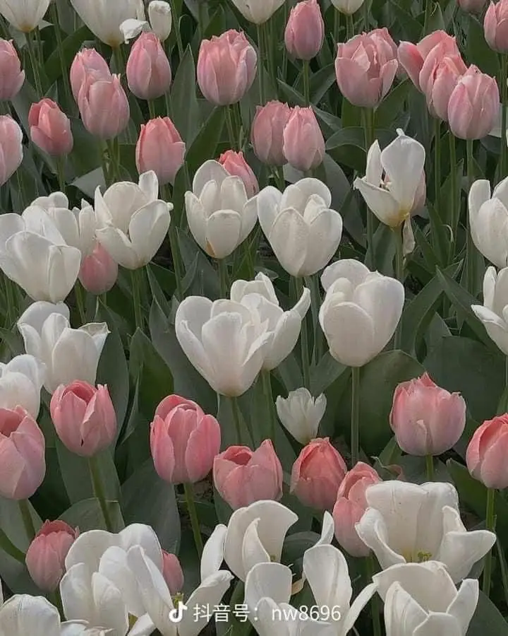 Vintage chill hình nền hoa tulip Pinterest - Khám phá bộ sưu tập tuyệt đẹp 41