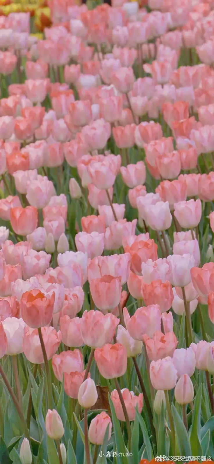 Vintage chill hình nền hoa tulip Pinterest - Khám phá bộ sưu tập tuyệt đẹp 47