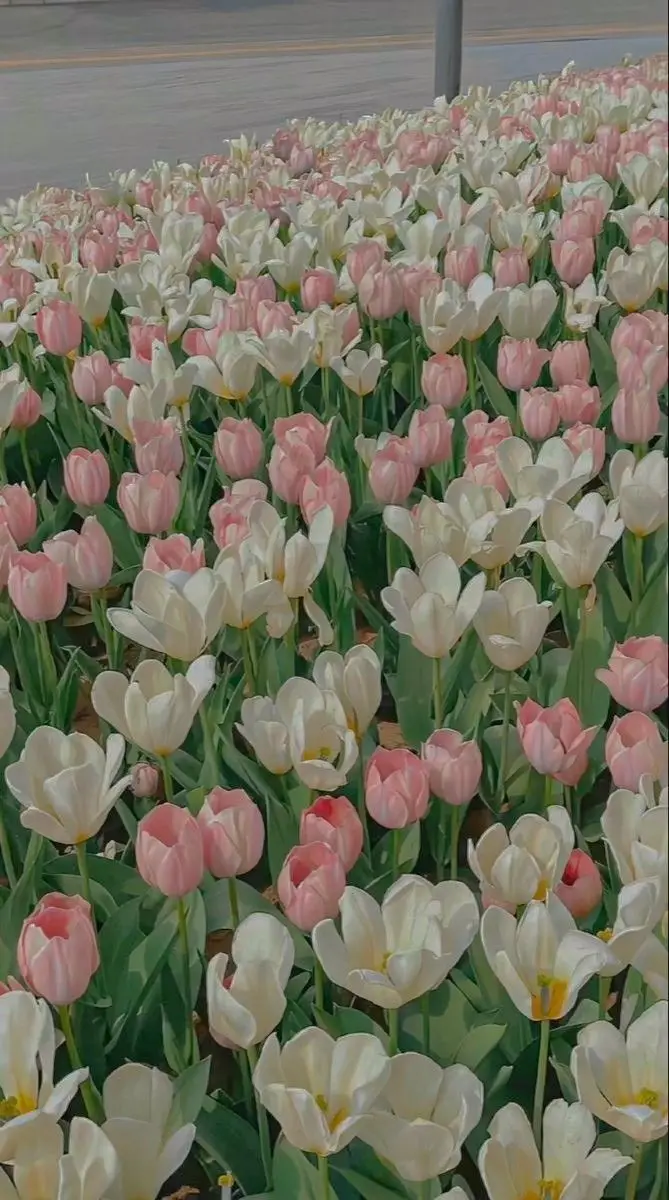 Vintage chill hình nền hoa tulip Pinterest - Khám phá bộ sưu tập tuyệt đẹp 48