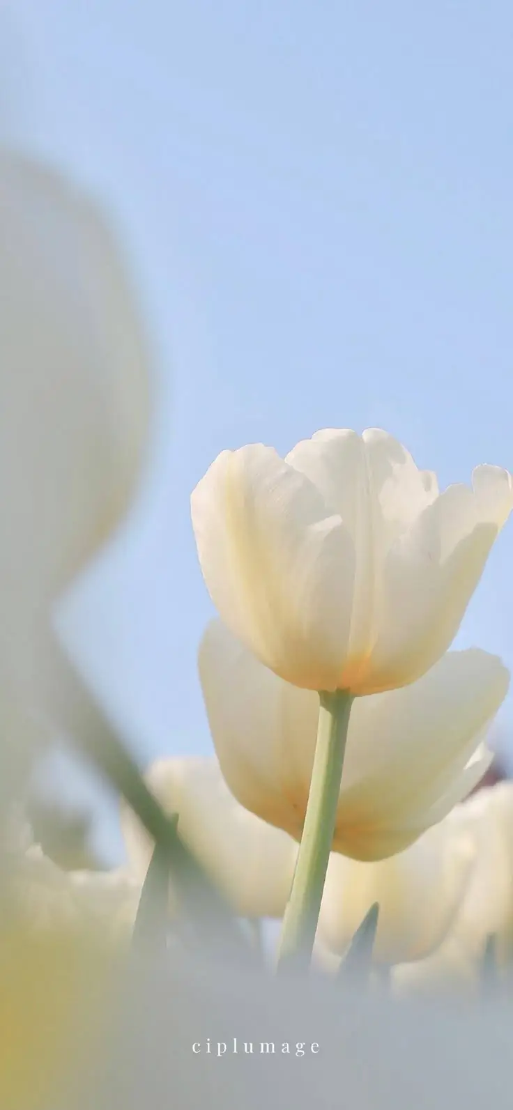 Vintage chill hình nền hoa tulip Pinterest - Khám phá bộ sưu tập tuyệt đẹp 52