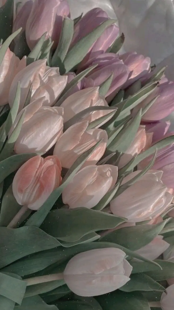 Vintage chill hình nền hoa tulip Pinterest - Khám phá bộ sưu tập tuyệt đẹp 53